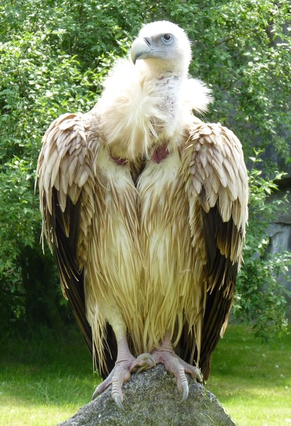 Vulture
