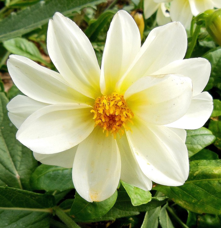 WHITE DAHLIA