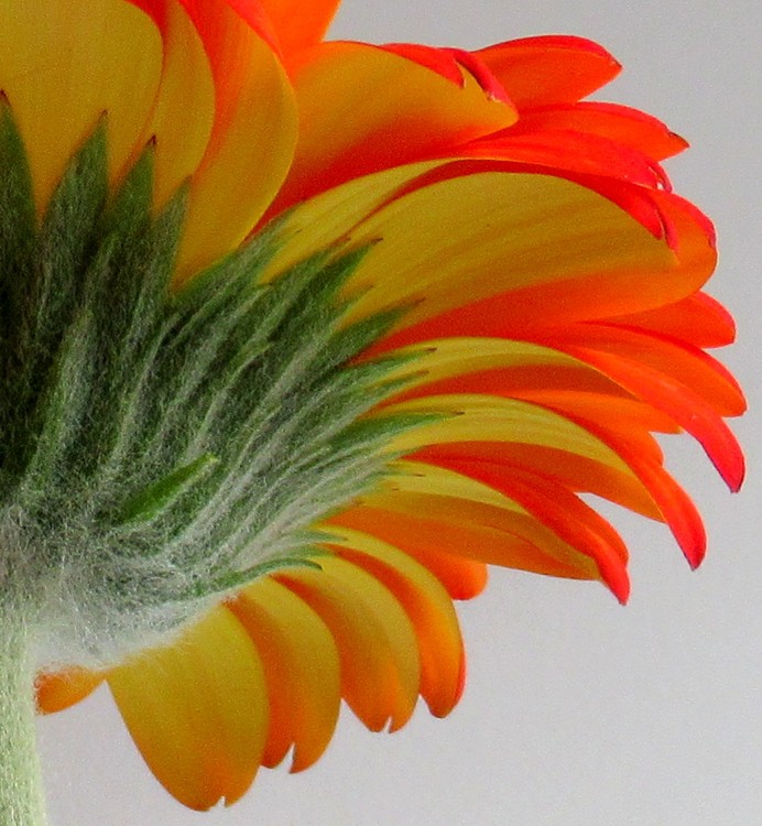 PLAYING WITH A GERBERA