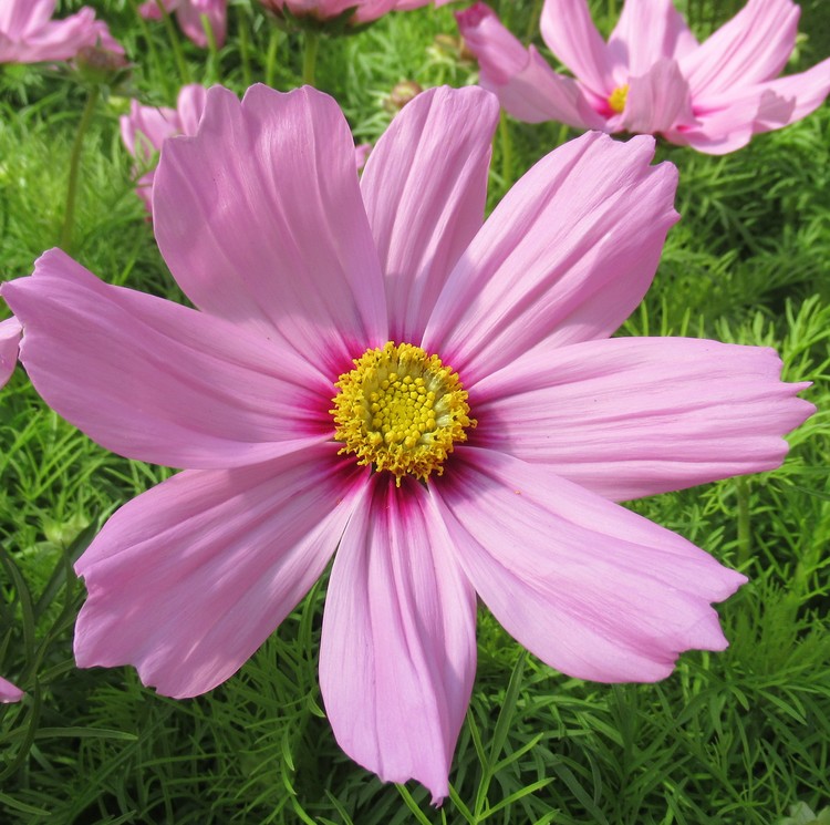 PINK COSMOS