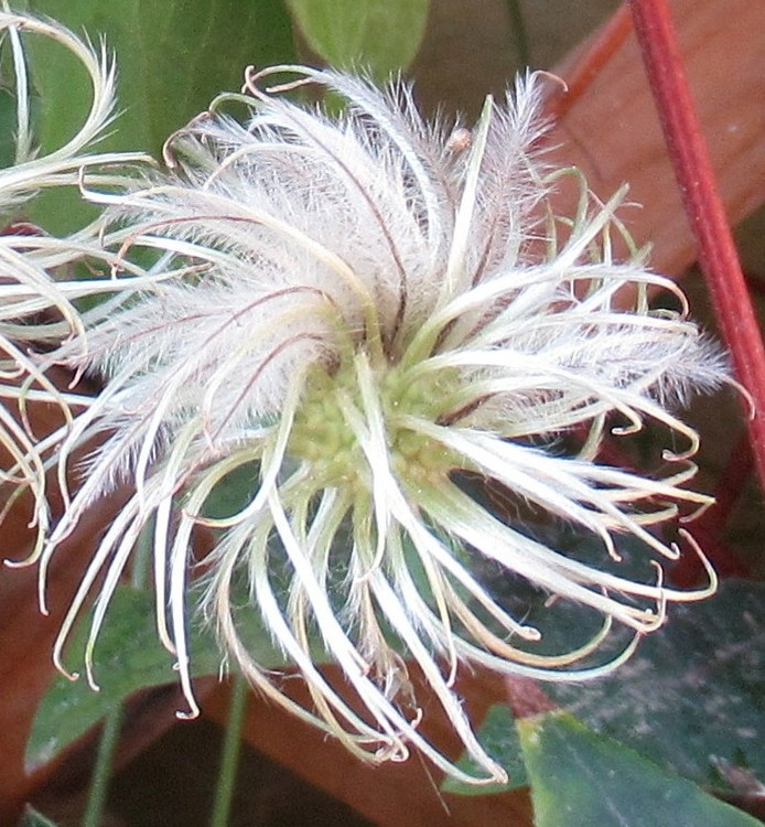 CLEMATIS