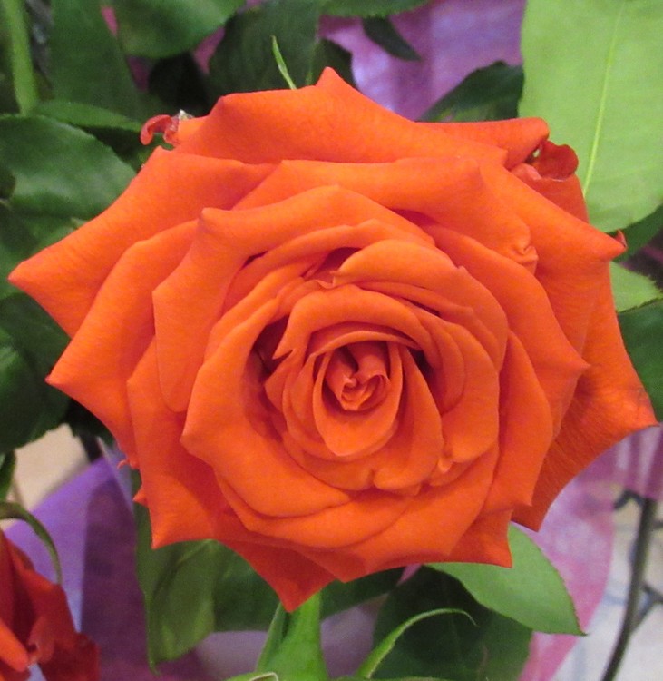 A ROSE FOR YOU