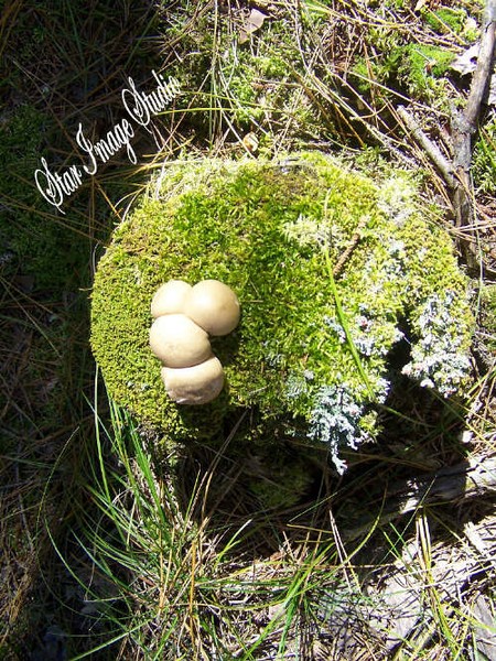 Mushrooms and Moss