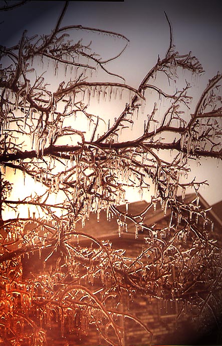 Icicles on Branches