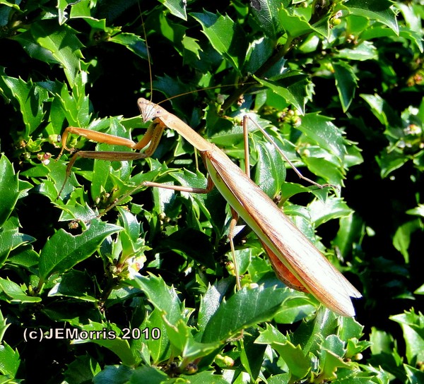 Brown Praying Mantis