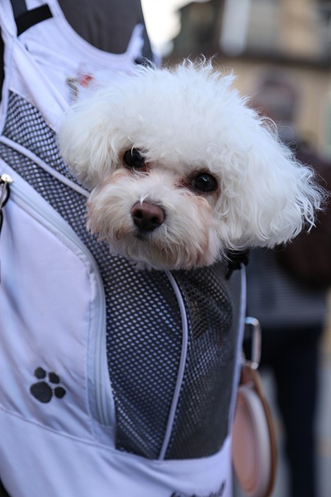 Doggie Bag