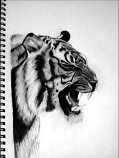The Tiger
