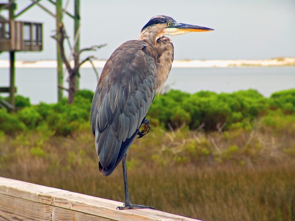 Blue Heron
