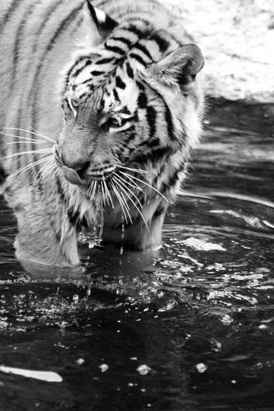 Water tiger