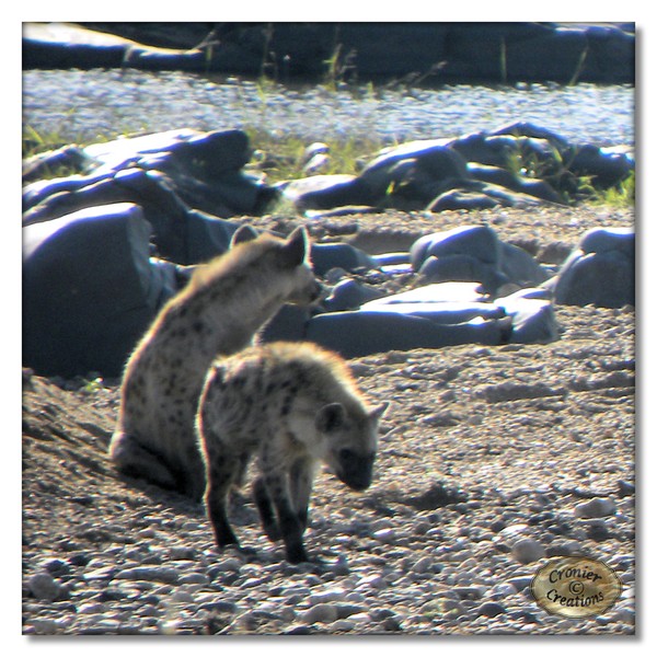 Hyenas in the Letaba river