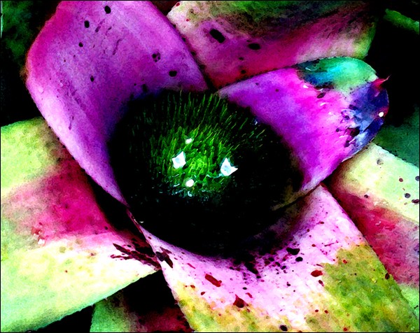 Bromeliad No. 2