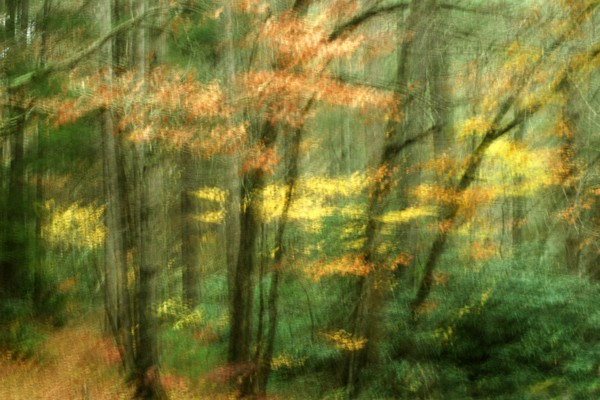 Fall - 2010 #1
