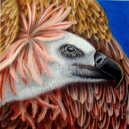 Griffon vulture