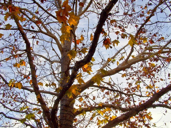 The Leaves Will Fall
