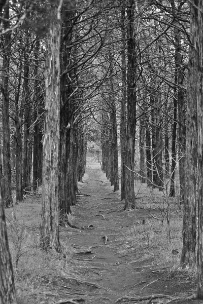 Parallel Forest