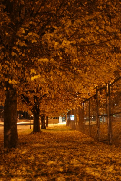 Autumn Trees