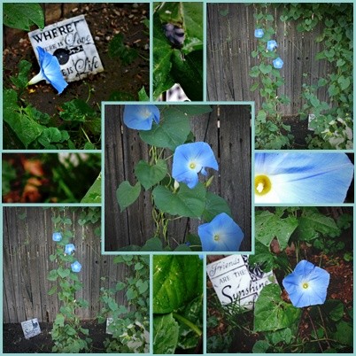 Spot's Garden