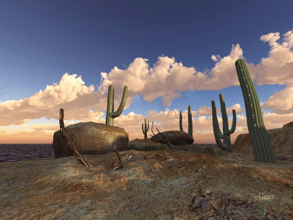 Desert Floor