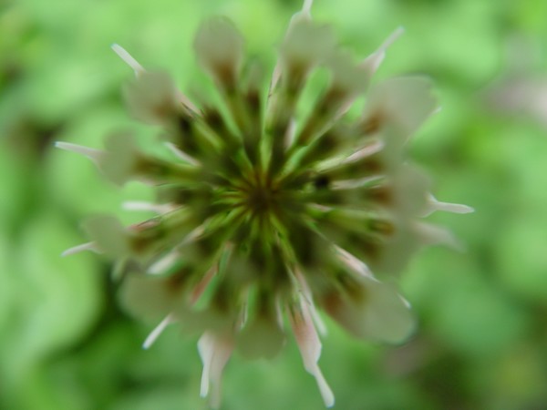 Clover Abstract...