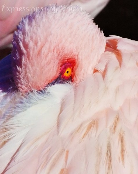 Flamingo