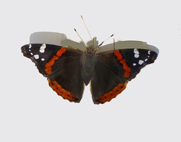 Brown and Orange Butterfly