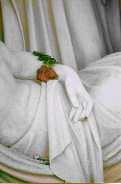 the rose