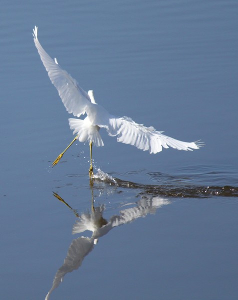 Snowy Egret
