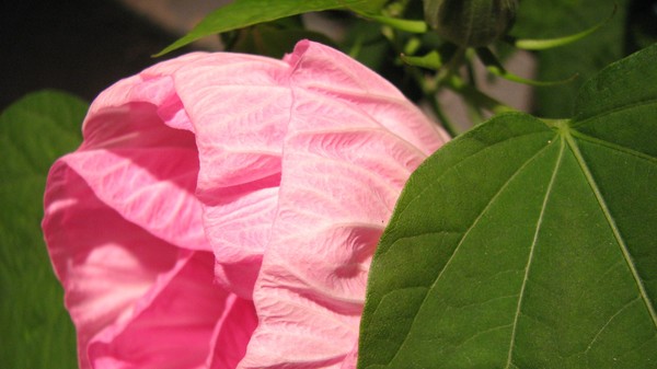 Cotton Candy 7