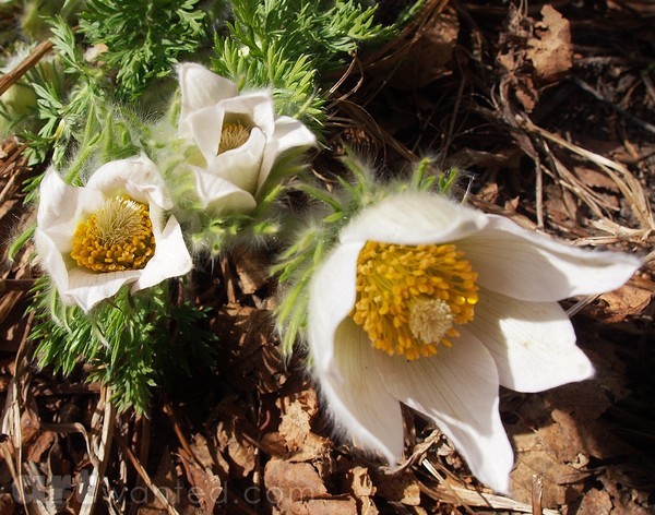 FUZZ ON THE FLOWER
