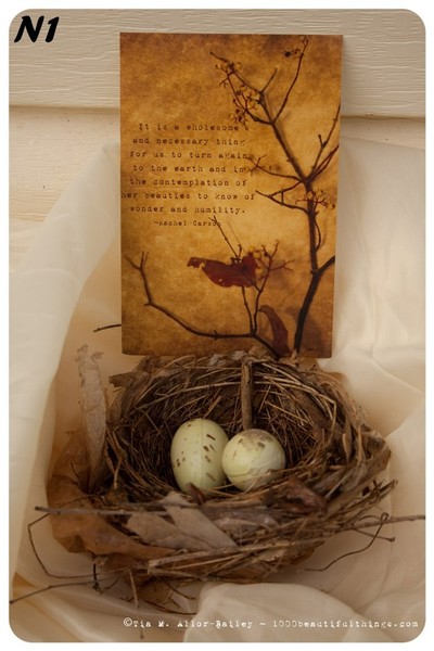 Nature Postcard N1 Ready to Ship