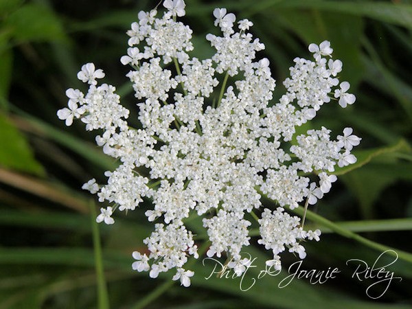 queen annes lace 2