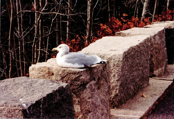 Meditation on a Bird