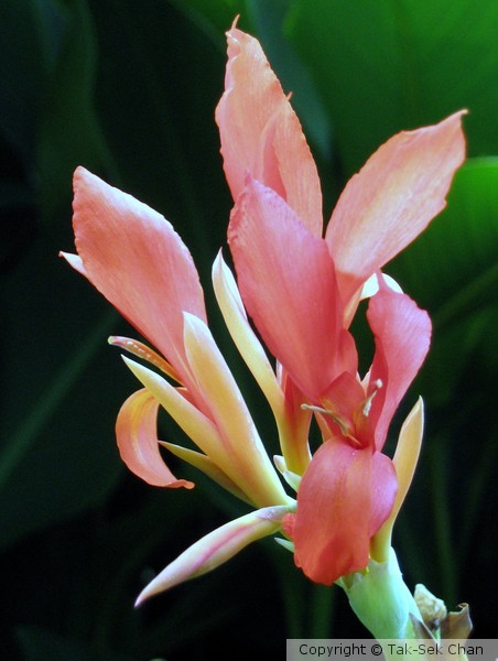 Canna indica, Century Park, Shanghai