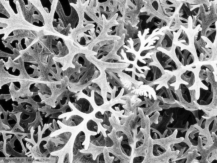 Dusty Miller (Senecio cineraria) 09-11-2019