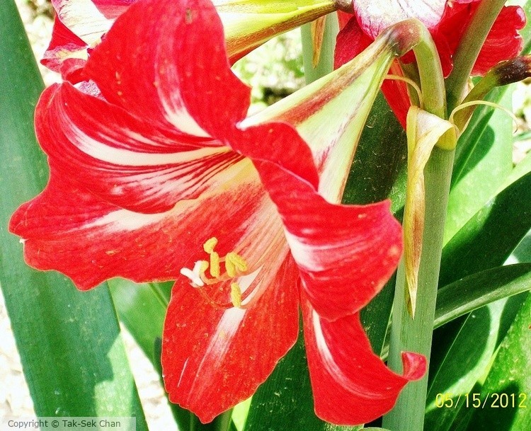Lily (Hippeastrum rutilum), Pamukkale 05-15-2012