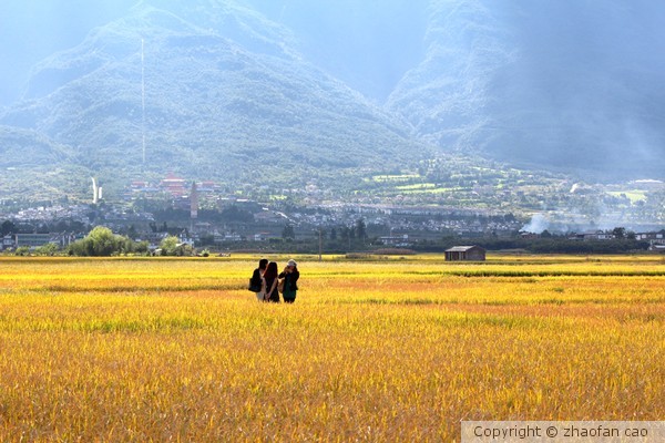 Ricefield - Dali China