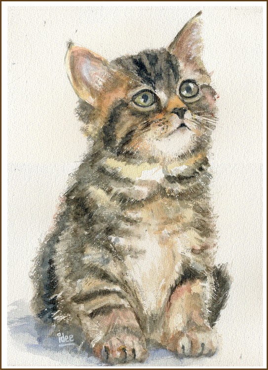 Why not a kitten ?