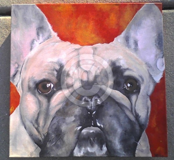 Frenchie