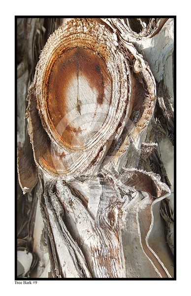 Tree Bark #9