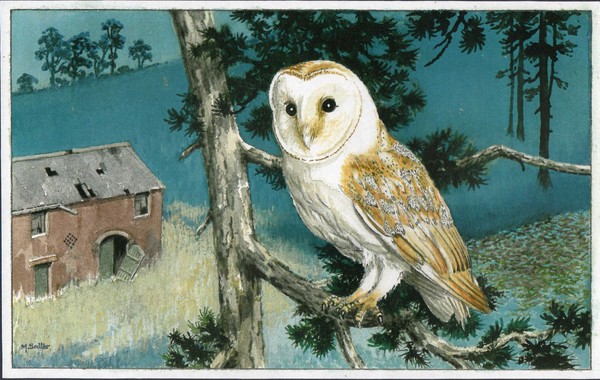 owl