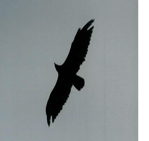eagle pic 