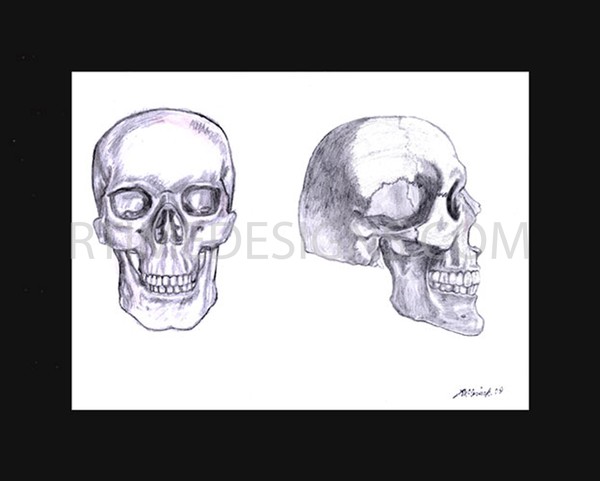 2 skulls front and side views