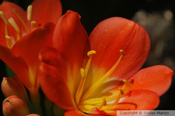 Orange Too