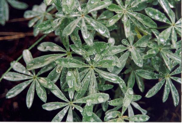 leaves with raindrops