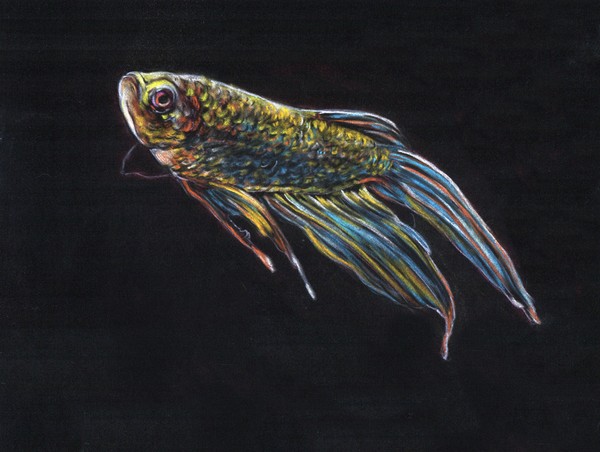 Titel; The gold fish