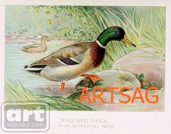  Mallard Duck Print engravingdigital