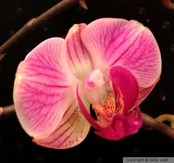 tiny bird in the orchid