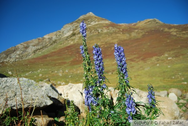 Flowers in the vale.