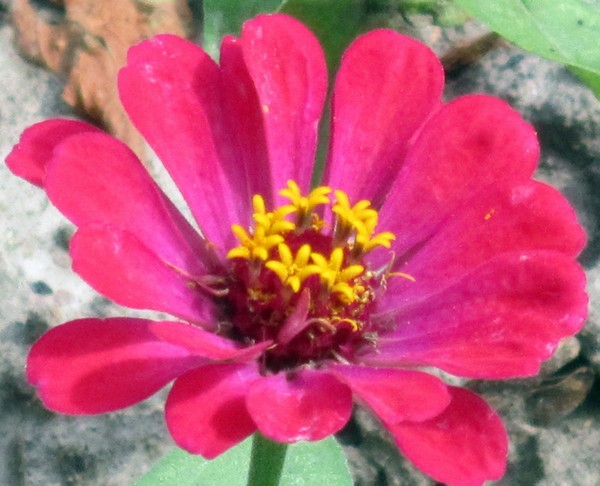 A flower