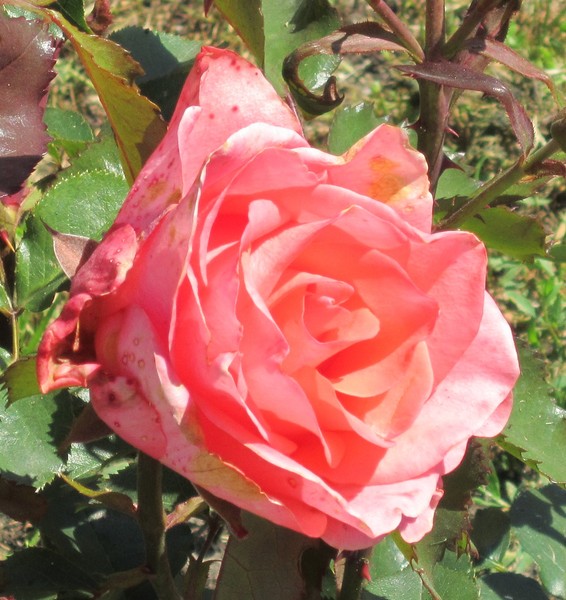 A flower
